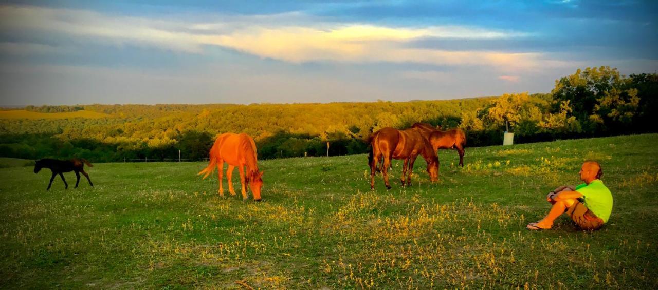 Dharma Horse Shelter Bungalows & Farmping شيوفوك المظهر الخارجي الصورة